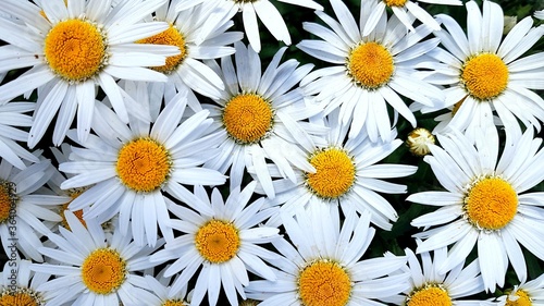 Daisy flowers and green grass. Background of daisies blooming in a meadow. Top view close up
