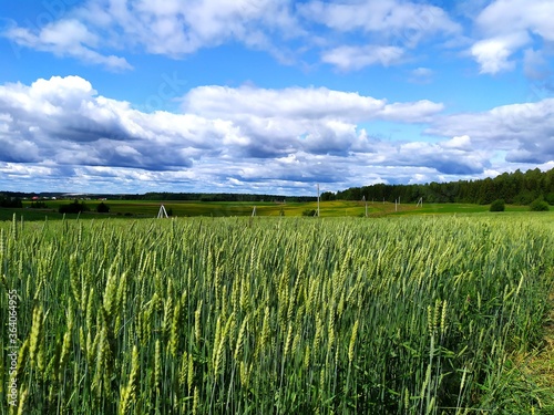 A green field of wheat and a blue sky with clouds. Sunny clear day, privacy and tranquility. Growing bread in the fields
