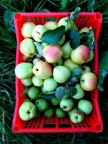 Red box full of ripe garden apples close up. Juicy apples in a box on a green grass, close-up