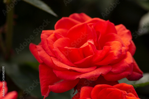 red rose on a dark background