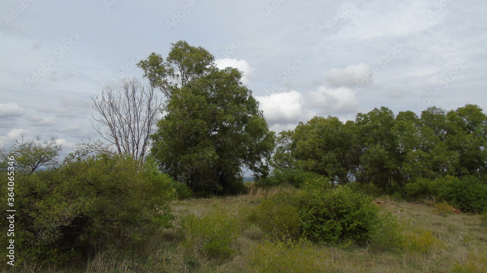 trees in the forest