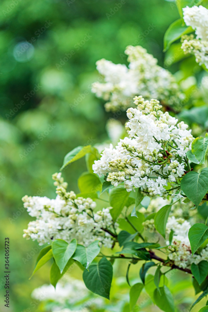 white lilac in the spring garden white lilac in the spring garden