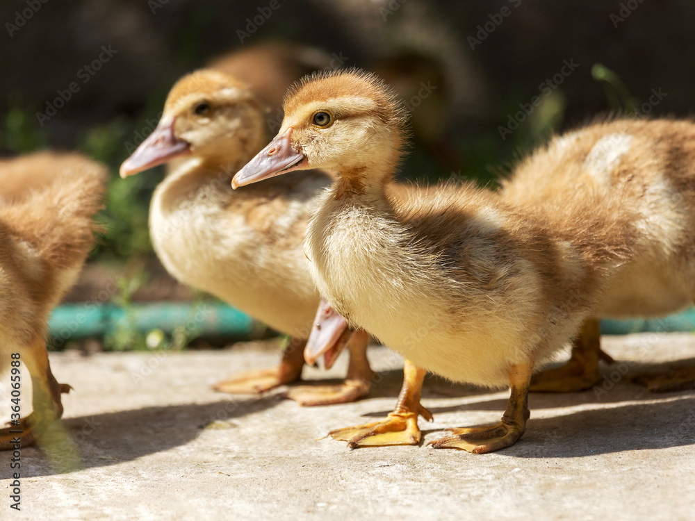 Obraz premium Cute little yellow goslings, selective soft focus
