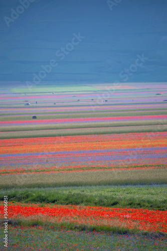 Fényképezés lentil fiorityre poppies and cornflowers national park sibillini mountains caste