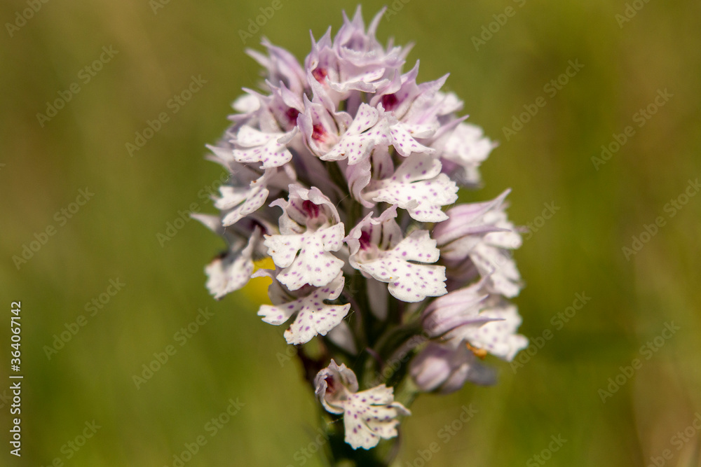 Three-toothed Orchid (Orchis tridentata) in natural habitat Three-toothed Orchid (Orchis tridentata) in natural habitat