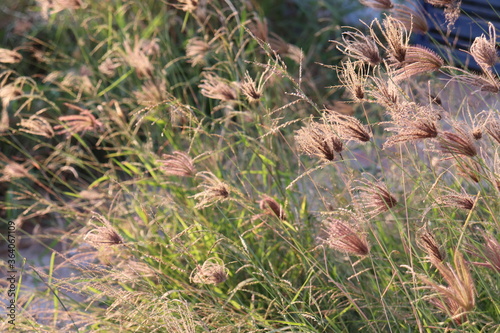 sun rays falling on andropogon type grass plants. It is a vintage background