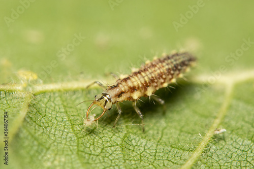 A macro image of a tiny Lacewing Larva eating a white plant mite.