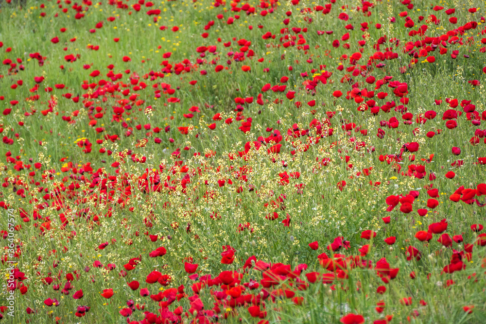Poppy flower in the greenery nature field