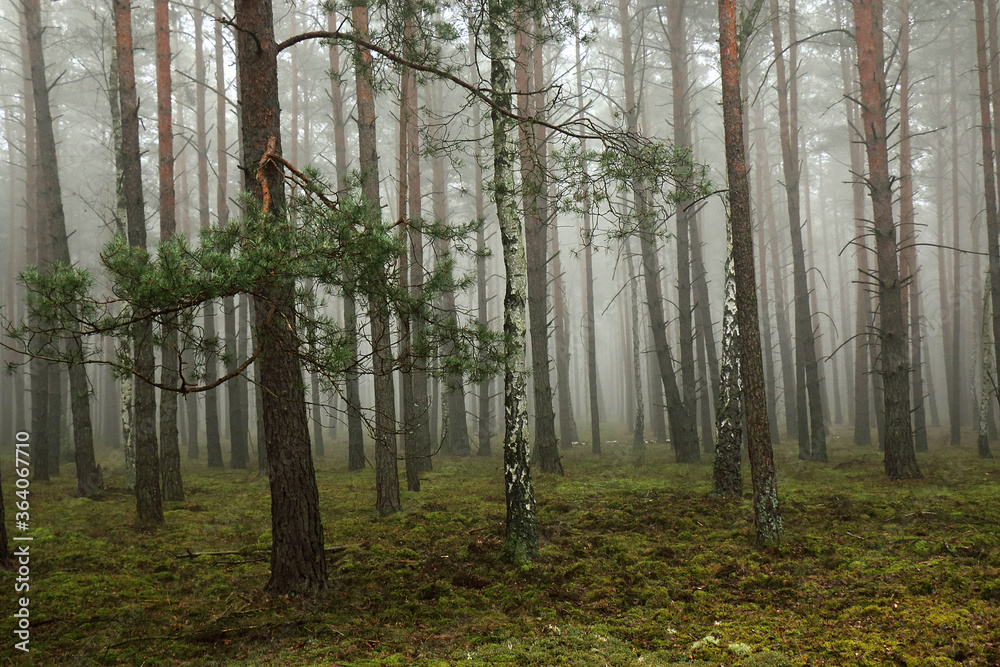 Fototapeta premium Autumn, foggy, dark pine forest.