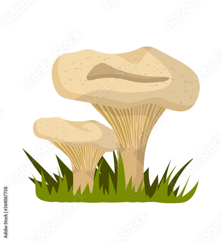 Chanterelle mushroom in green grass composition