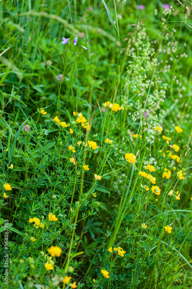 summer field with nice plants summer field with nice plants