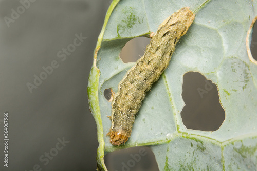 A close up image of a Cabbage Moth caterpillar, Mamestra brassicae. photo