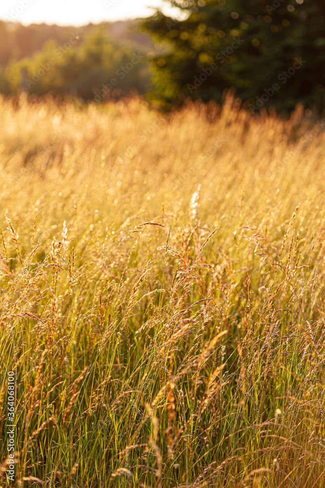Fototapeta premium summer field with nice plants