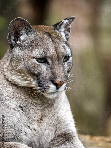Portrait of resting bored female Cougar, Puma concolor