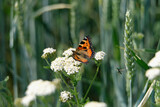 Schmetterling Kleiner Fuchs auf Schafgarbe in Kornfeld im Sommer 2020 im Westerwald in Rheinland-Pfalz - Stockfoto