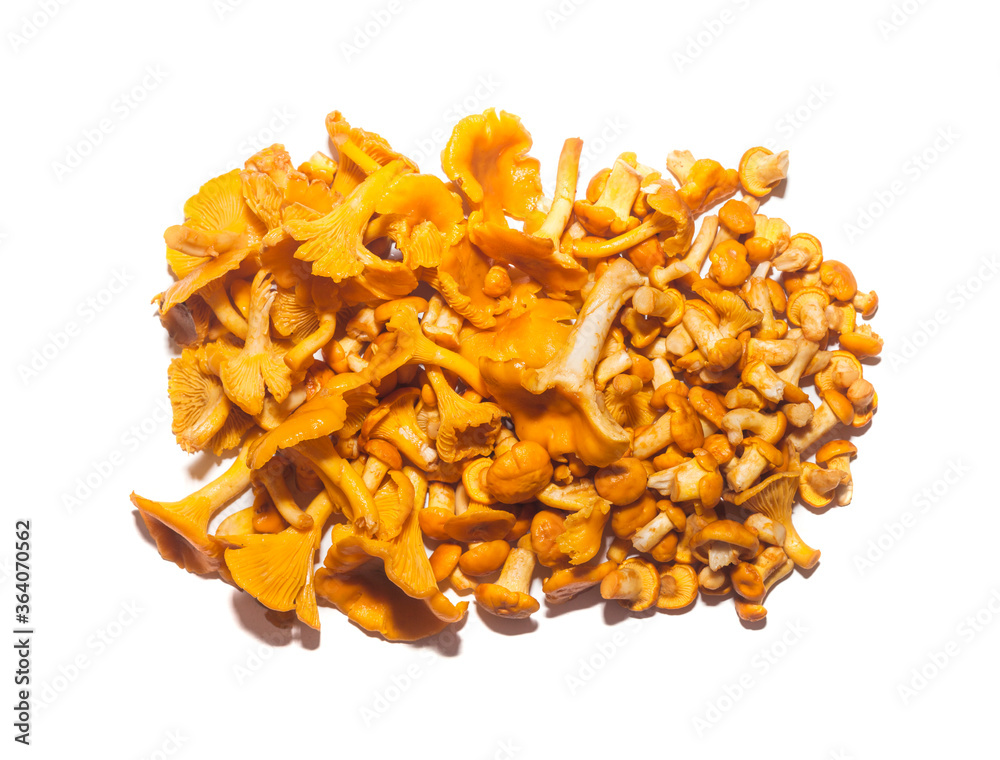 Bunch of chanterelle mushrooms on white background Bunch of chanterelle mushrooms on white background