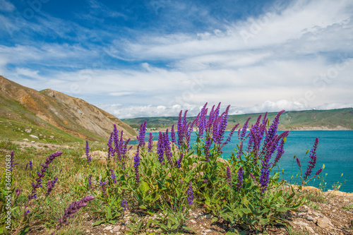 Heather, sea and mountains in the background. Cloudy sky