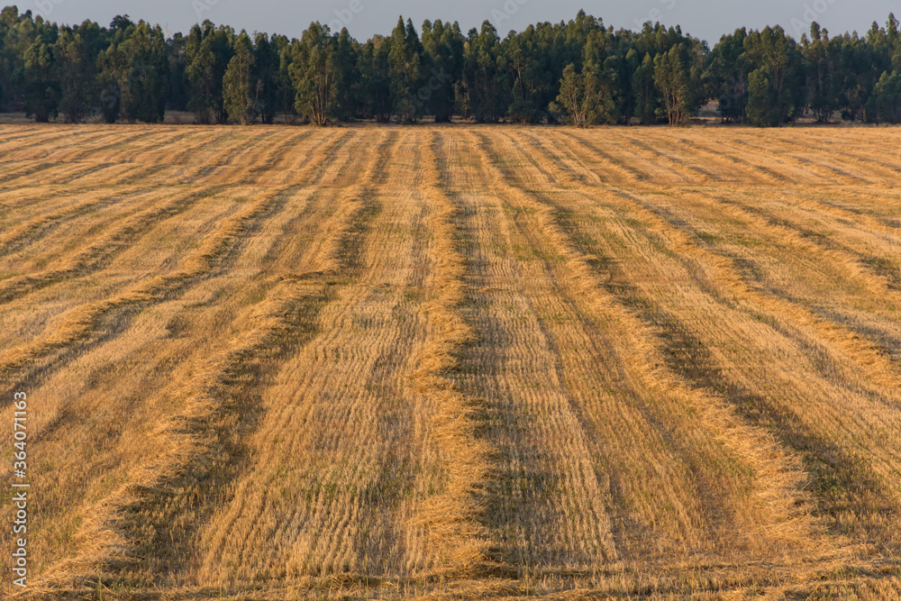 Wheat field after passing the harvester machine.