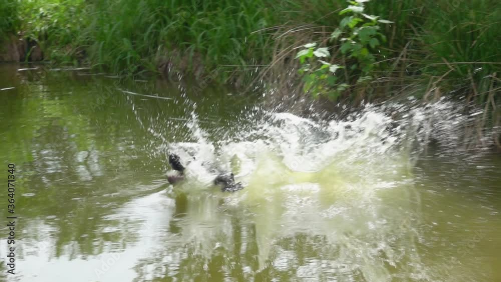 Happy black and white English cocker spaniel is jumping into the pond on the summer training Happy black and white English cocker spaniel is jumping into the pond on the summer training