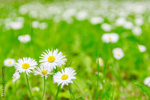 White Daisy flower on green lawn