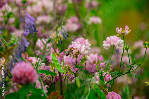 Clover flowers in a field that a bee pollinates, a picnic in nature