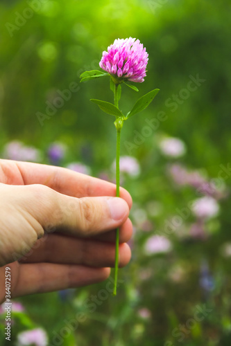 Clover flower in human hand, atmospheric photo with meaning