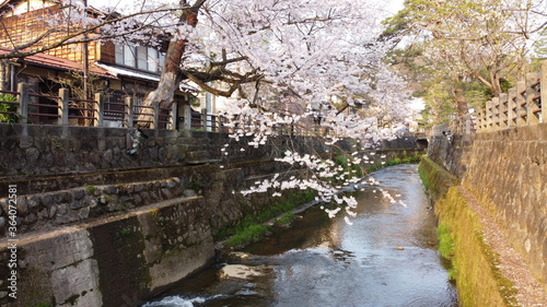 高山の小川にかかる満開の桜