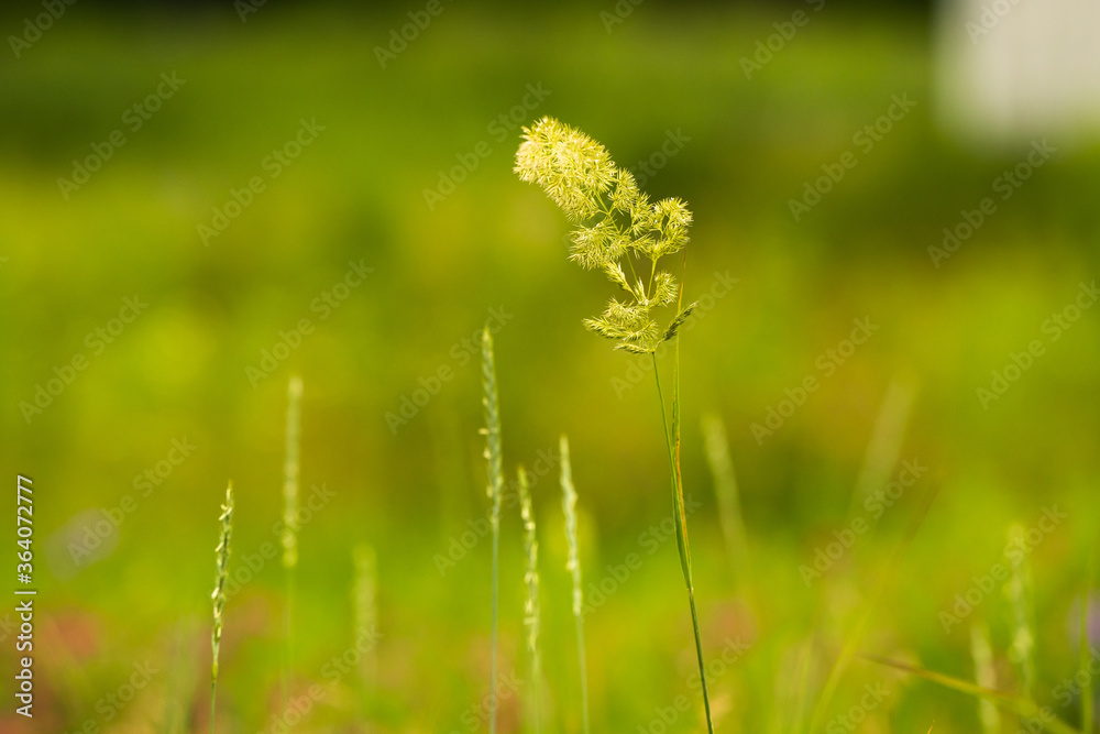 Atmospheric spikelets against the field and during the wind Atmospheric spikelets against the field and during the wind