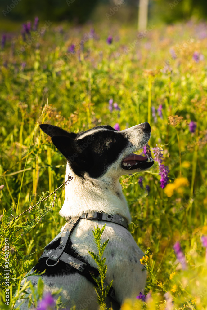 Portrait of a dog while walking through a flowering field of wild plants, basenji in nature