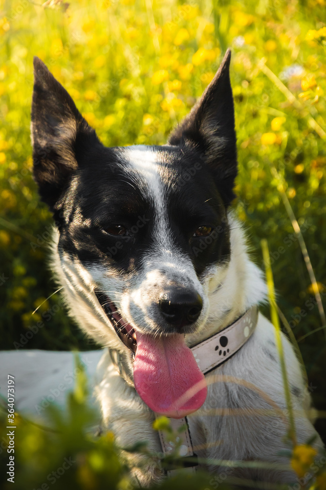 Portrait of a dog, which rests in the shade from the heat, basenji on a green floral background