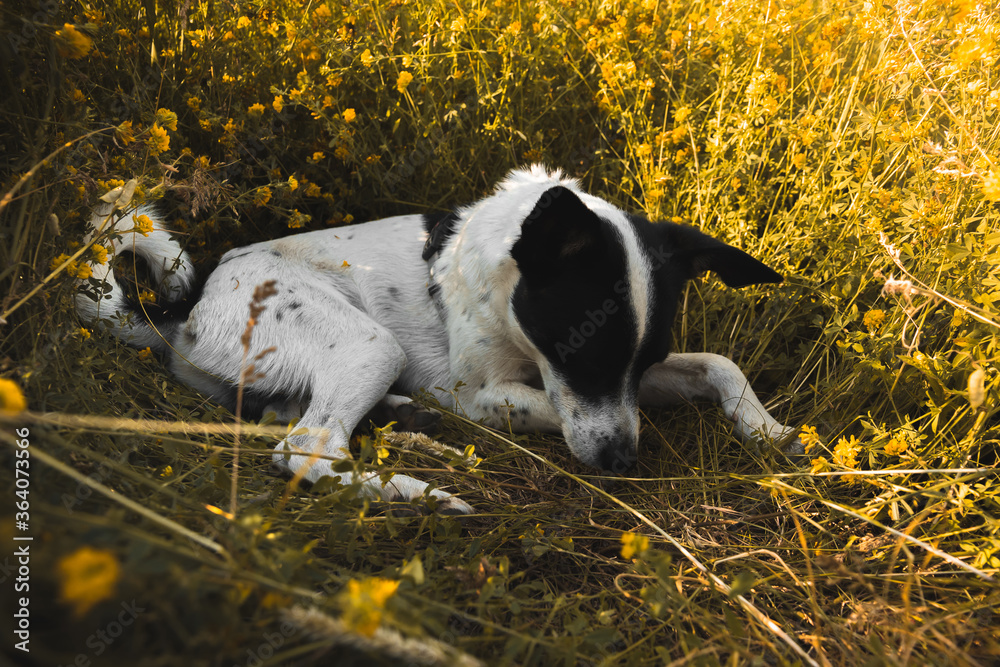 The dog arranged a couch in the grass in the shade of the sun on a hot summer day, the basenji is resting The dog arranged a couch in the grass in the shade of the sun on a hot summer day, the basenji is resting