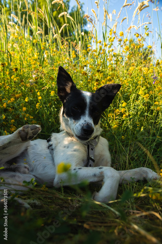 Funny and kind dog lies resting in the grass in a field in the shade of the hot summer sun © FellowNeko