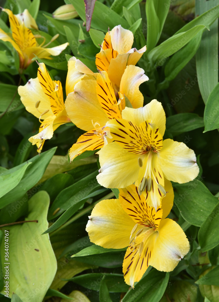 Obraz premium yellow flowers in the garden
