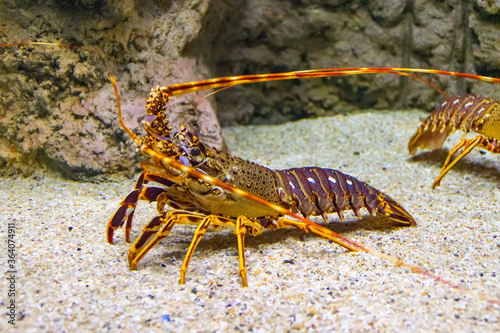 Lobster walking on the sand underwater, close up photo
