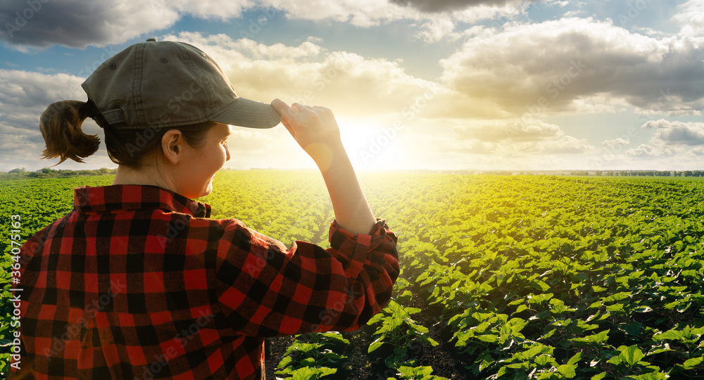 Fototapeta premium Woman farmer looks at the sunset on the agricultural field