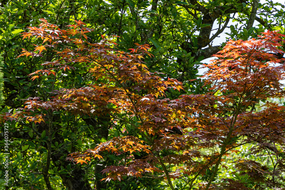 Acer Palmatum maple with bright bordo leaves on blurry background of green foliage. Selective focus. Spring landscaped garden. Close-up. Sunny day. Atmosphere of calm and love. Place for your text. Acer Palmatum maple with bright bordo leaves on blurry background of green foliage. Selective focus. Spring landscaped garden. Close-up. Sunny day. Atmosphere of calm and love. Place for your text.