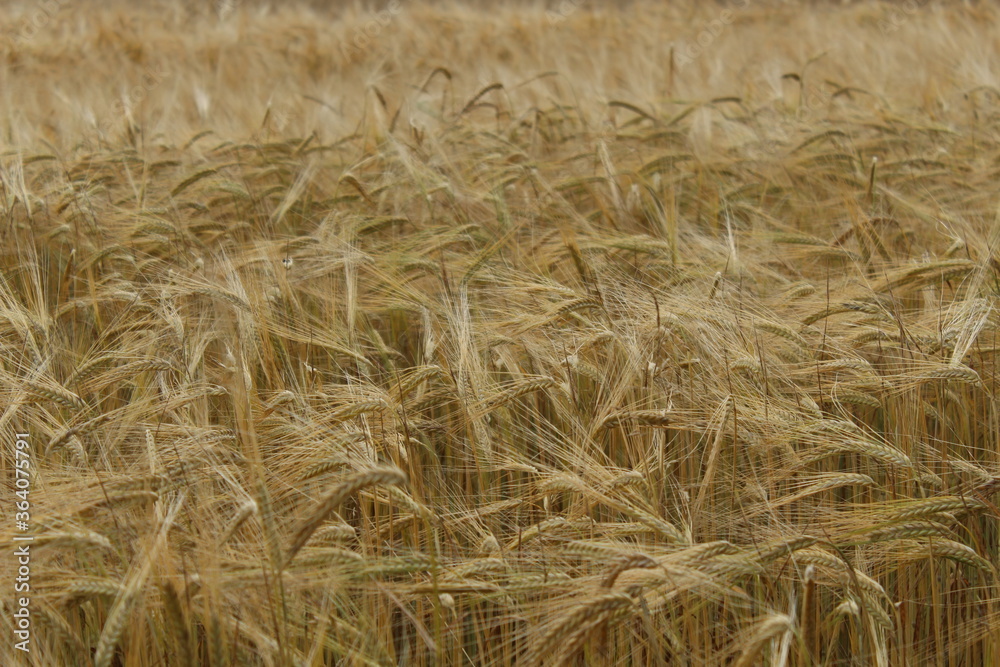 the barley (Hordeum vulgare) just before harvest the barley (Hordeum vulgare) just before harvest