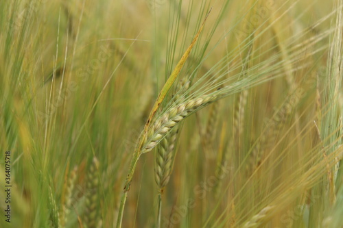 the barley (Hordeum vulgare) just before harvest