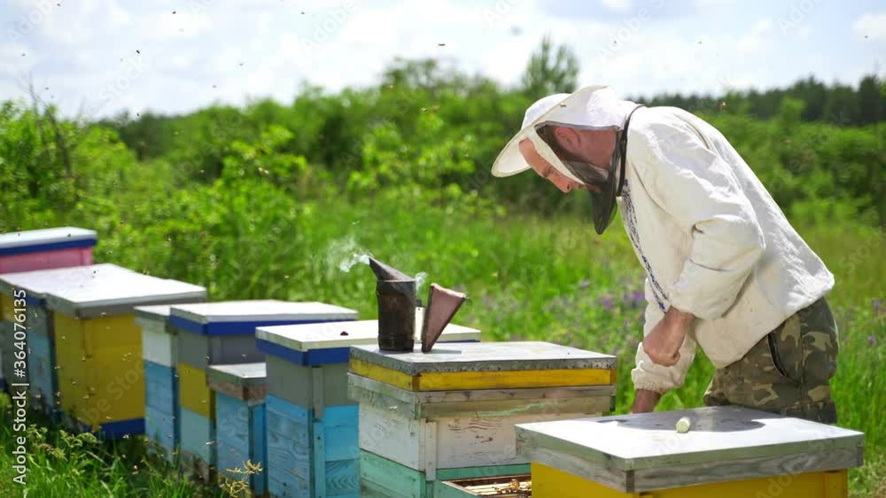 Beekeeper on apiary. Beekeeper is working with bees near beehives on the apiary. Apiarist with bees frame among green nature.