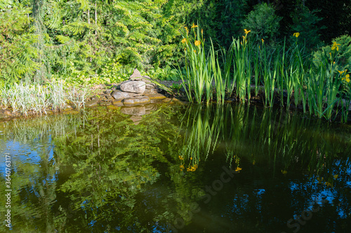 Magical garden pond with flowering swamp irises on shore. Swamp irises and evergreens growing on shore are reflected in water surface of pond. Atmosphere of relaxation, tranquility and happiness. © AlexanderDenisenko