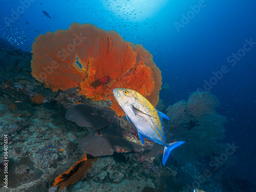 Bluefin trevally and huge gorgonian fans photo