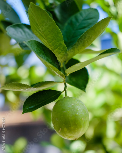 Wallpaper Mural fresh lemon or Citrus limon hanging on the tree Torontodigital.ca