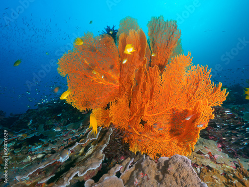 Huge gorgonian fan in hard coral reef © Mayumi.K.Photography