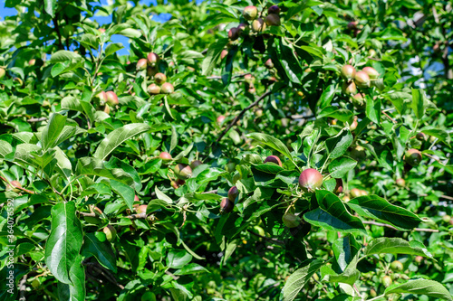 Young small green and red fruits and leaves in a large apple tree in direct sunlight in an orchard garden in a sunny summer day  beautiful outdoor floral background photographed with selective focus.