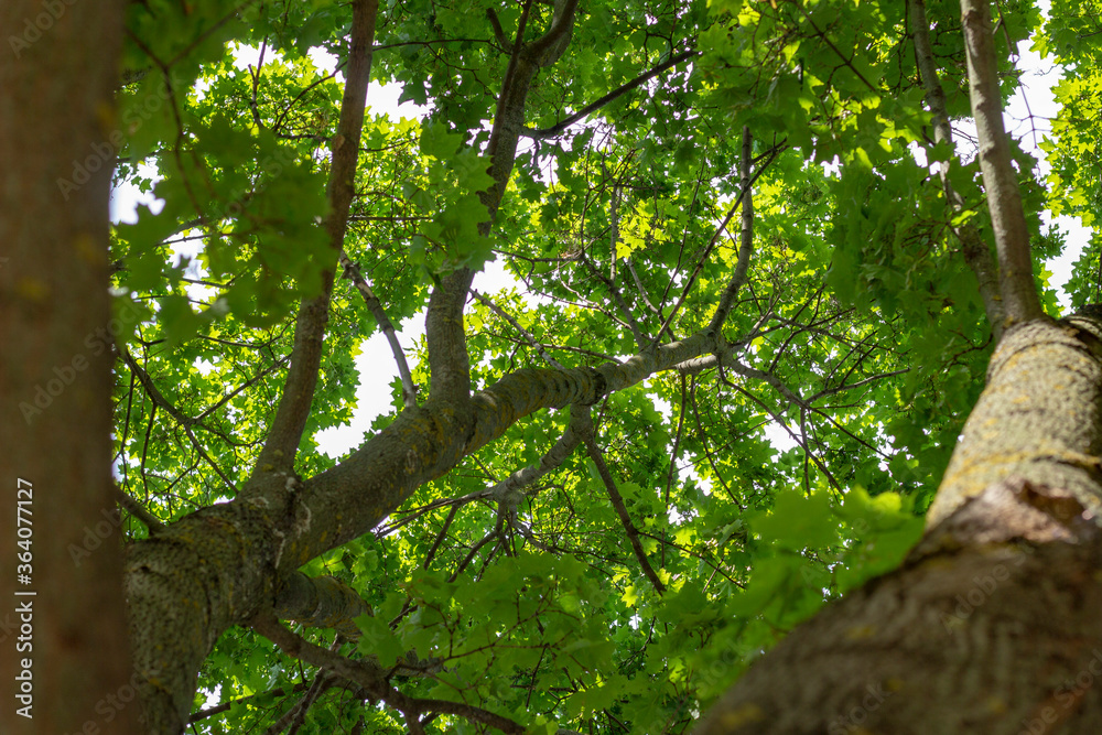 Fototapeta premium Under the crowns of a green tree, summer