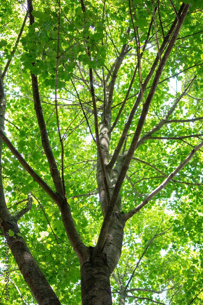 Under the crowns of a green tree, summer Under the crowns of a green tree, summer