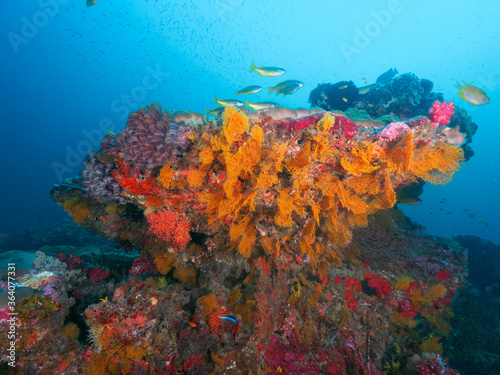 Orange sea fan growing on a coral bommie