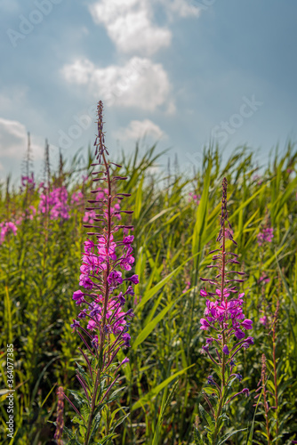 Budding and flowering purple loosestrife from close