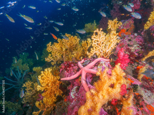 Pink starfish and yellow gorgonian seafan (Richelieu Rock, Surin National Park, Thailand) photo