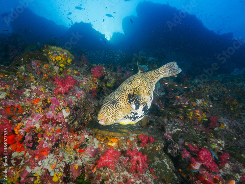Map pufferfish in the coral reef
